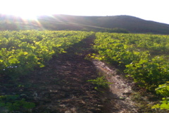 عکس‌های جنگل