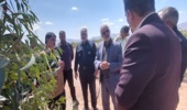 بازدید سرپرست سازمان منابع‌طبیعی کشور از طرح 130 هکتاری زراعت چوب در استان کرمان