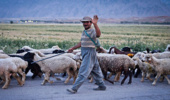نقش چوپانان در مدیریت مراتع کشور