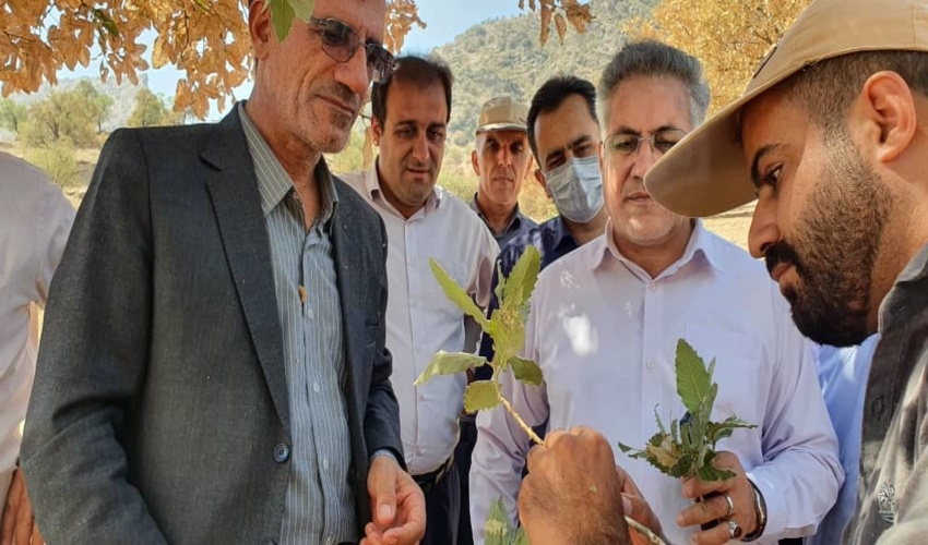 اختصاص ۵٠ میلیارد تومان اعتبار اولیه برای مقابله با آفت پروانه برگخوار درختان بلوط زاگرس