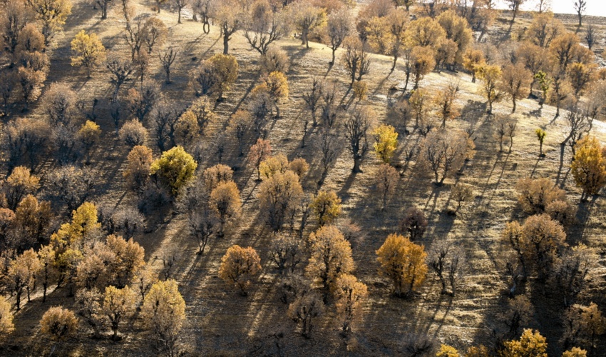 اختصاص ۱۰ میلیارد تومان از سوی وزارت نفت برای حفظ جنگل‌های زاگرس 