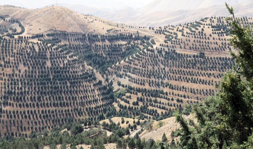 تولید سالانه ۴ میلیون تن اکسیژن و جذب ۱۷۰ میلیون تن گرد و غبار با کاشت یک میلیارد درخت