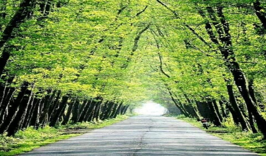  این جاده جنگلی زیبا کجاست؟!