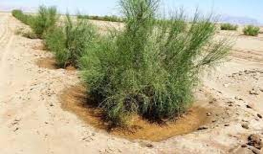  تاثیر احداث هلالی های آبگیر بر جذب نزولات آسمانی و احیای تاغزارهای ورامین