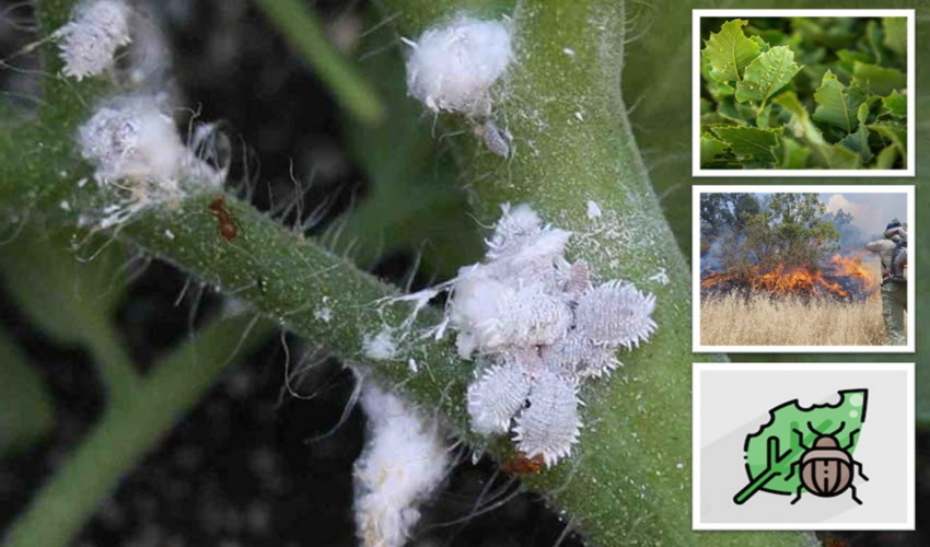 کنترل آفات، بیماری‌ها و اطفای حریق در اولویت سازمان منابع طبیعی و آبخیزداری کشور