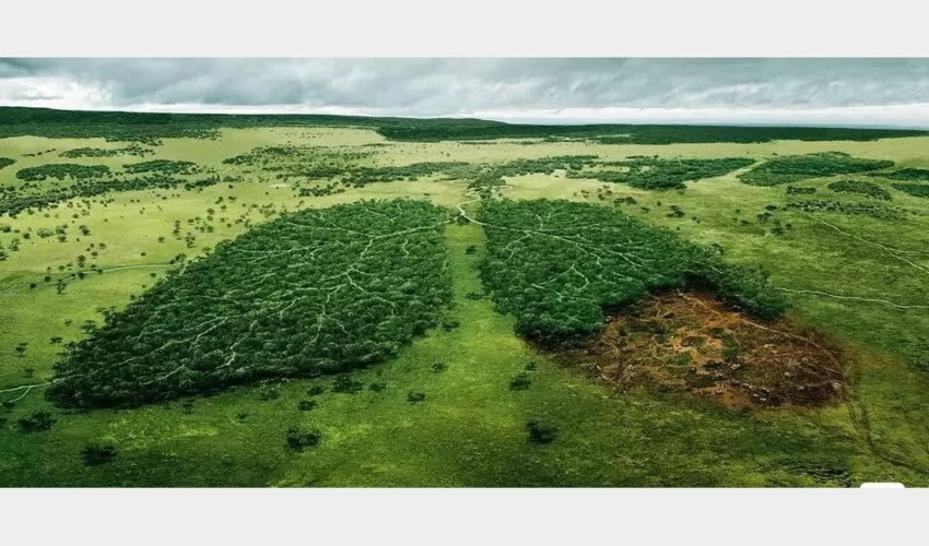 منابع طبیعی در برابر تخریب جنگل ها ساکت نمی ماند!