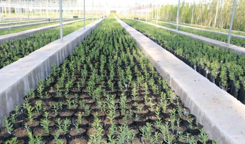 طرح یک میلیارد درخت نهالستان های منابع طبیعی را زنده کرد