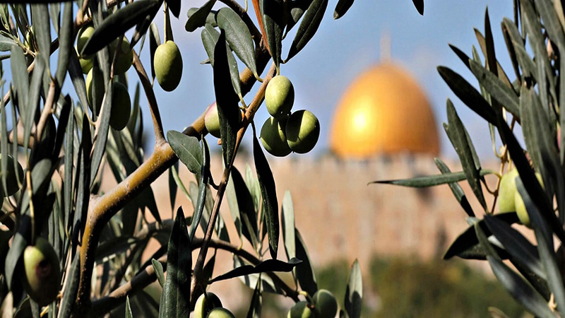 «صبح زیتون» کاشت صدهزار درخت زیتون به یاد صدهزار فلسطینی